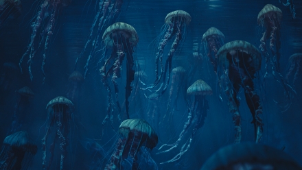 schwarm jellyfish making of