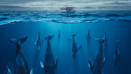 schwarm sleeping whale making of