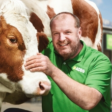 ADEG Cow