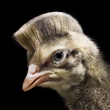 braun precise trimming bird