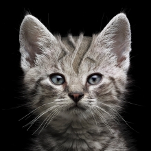 braun precise trimming cat