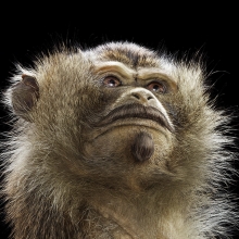 braun precise trimming monkey