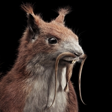 braun precise trimming squrrel