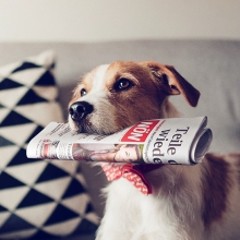 evn dog newspaper