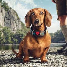 invest in Bavaria Dackel