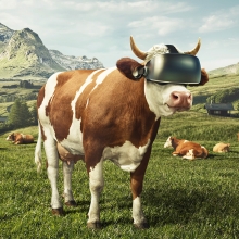 Invest in Bavaria Cow