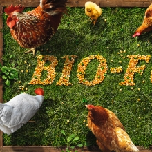 JaNat Tierwohl Chicken