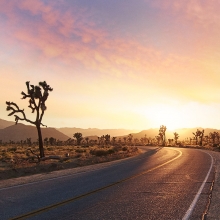 joshua tree national park