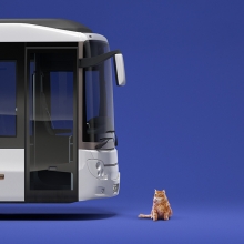 knorr cat