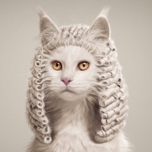 if animals could judge cat