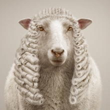if animals could judge sheep