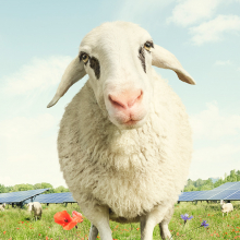 WE-Sheep