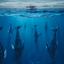 schwarm sleeping whales